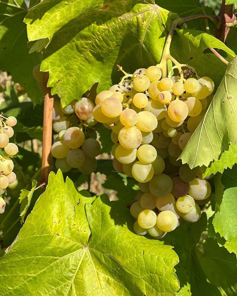 Photograph by Надежда Золотарёва