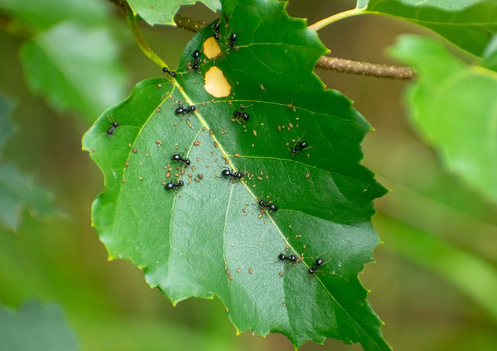 Фотография автора Савельев Алексей