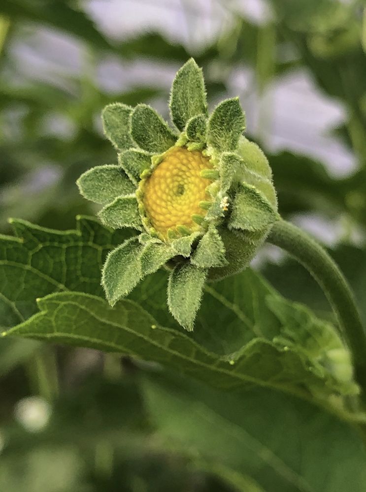 Photograph by Halina Mitsevich