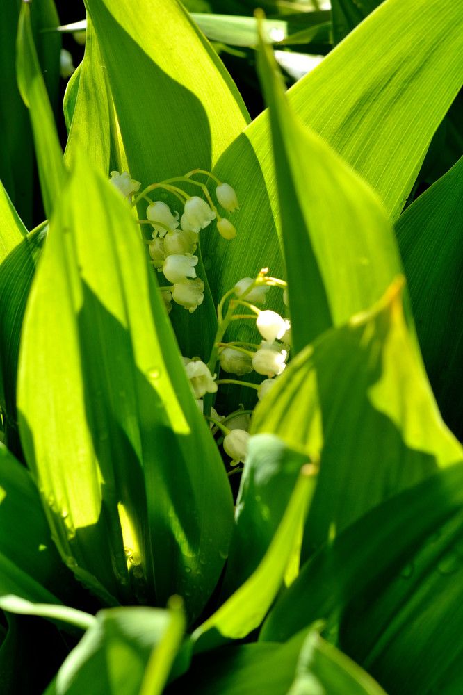 Photograph by Алексей Митрофанов