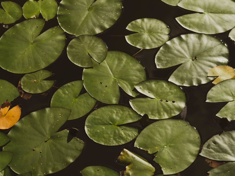 Фотография автора Надежда Кулявова