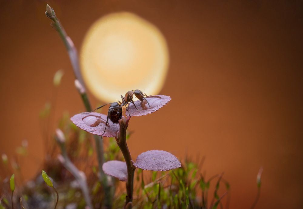 Photograph by Людмила Железнова