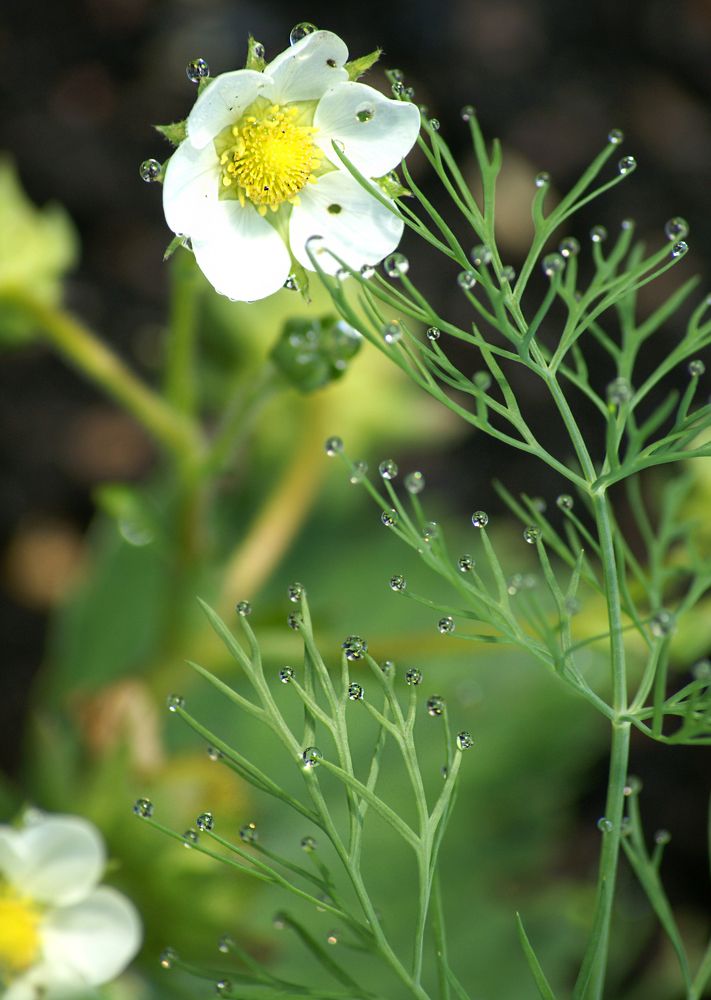 Photograph by Светлана Тарханова