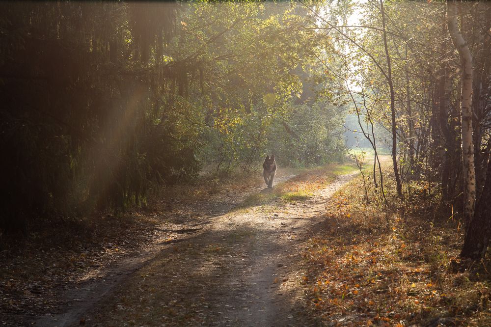 Прогулка в осенним лесу.