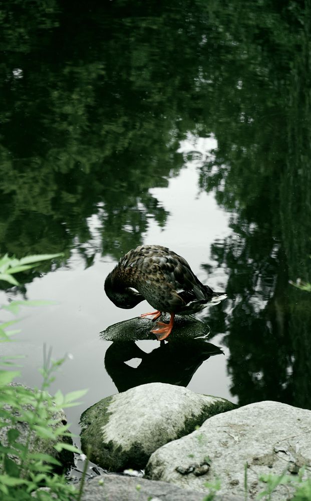 Photograph by Ирина Шпак