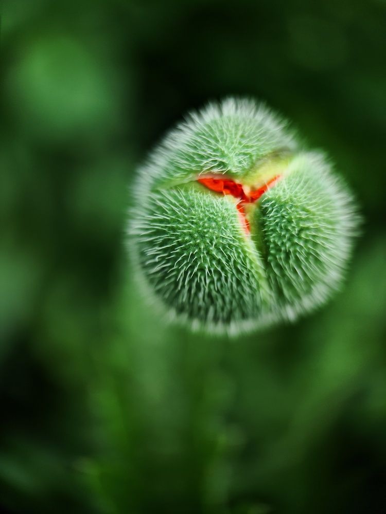 Photograph by Светлана Смирнова