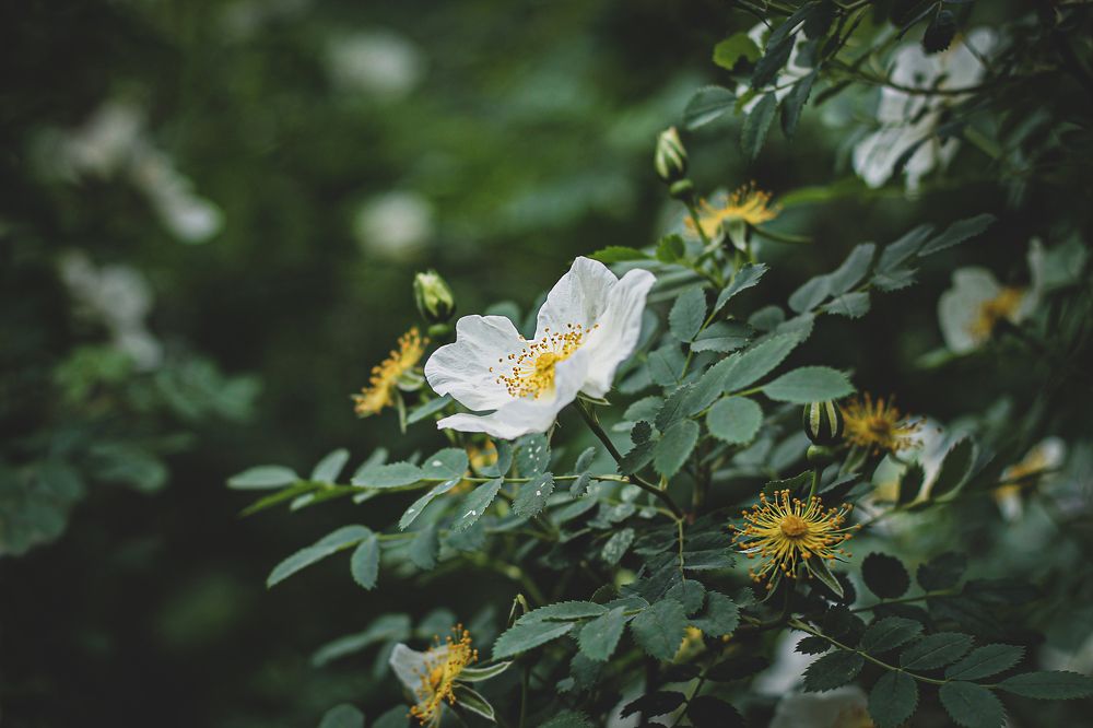 Photograph by Елена Кудейкина