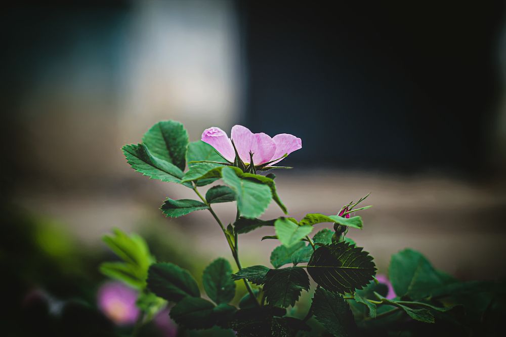 Photograph by Елена Кудейкина