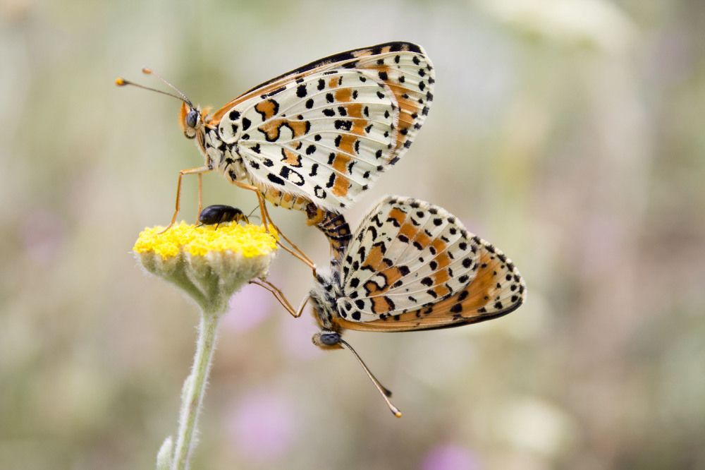 Love on the Richter scale