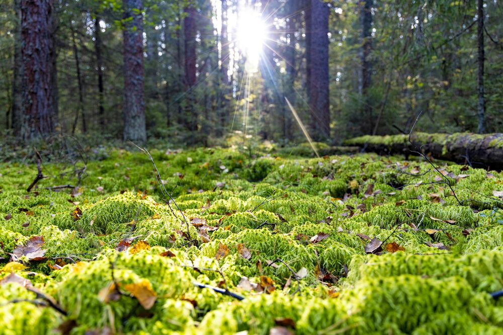 Photograph by Анастасия Малахова