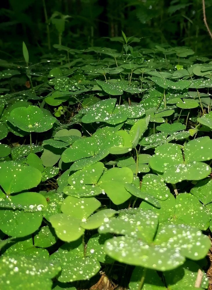 Photograph by Ирина Кортюкова