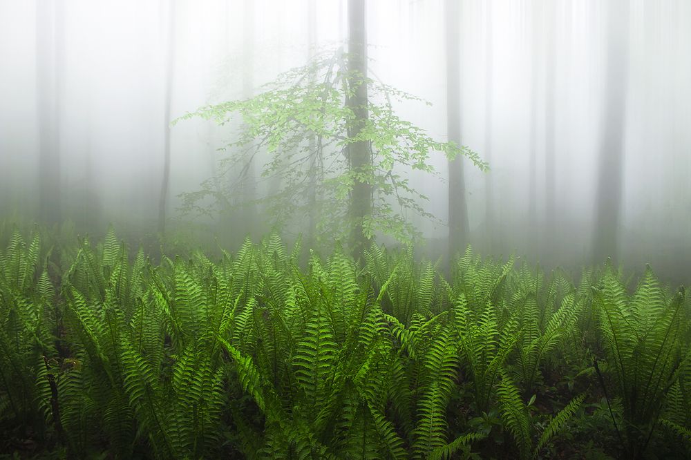 Photograph by Ali Memari