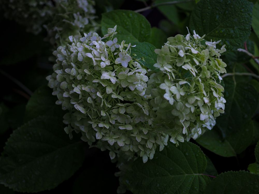 Photograph by Natalia Novikova