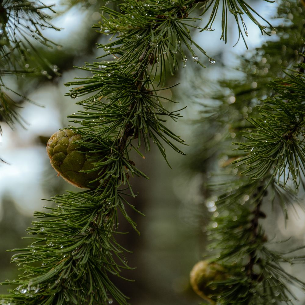 Фотография автора Дмитрий Хань