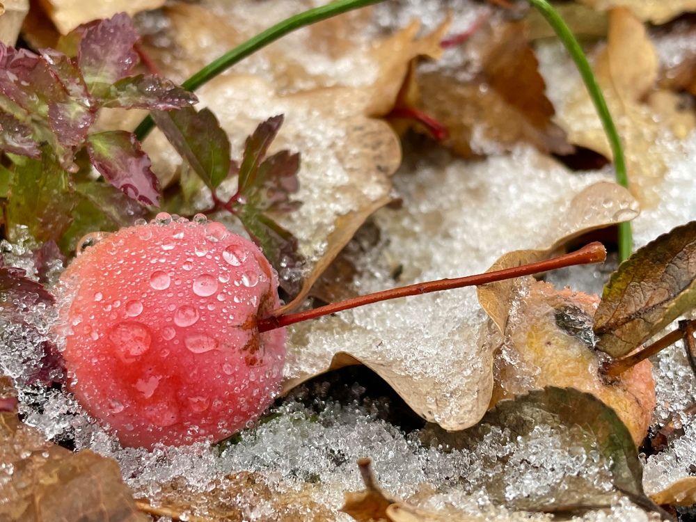 Яблоки на снегу.