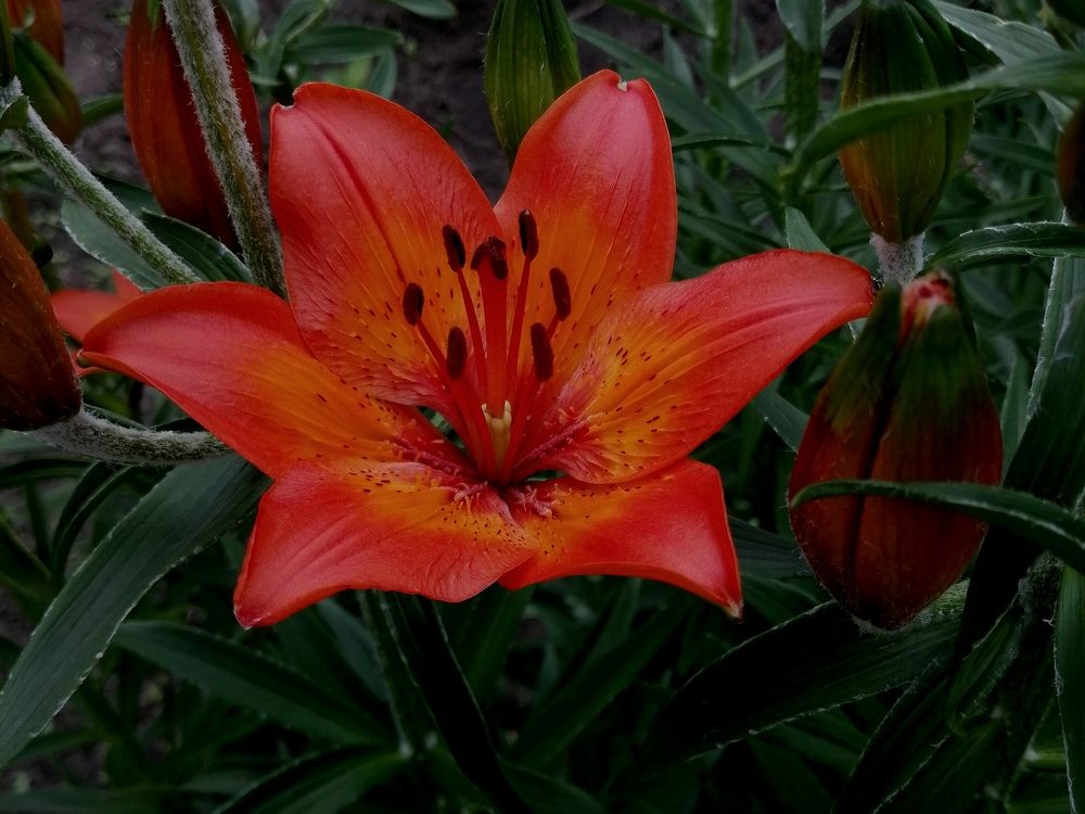 Photograph by Анжелика Короткова