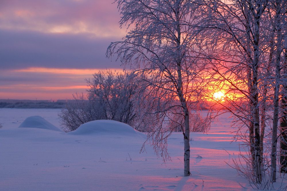 березы в морозы ....