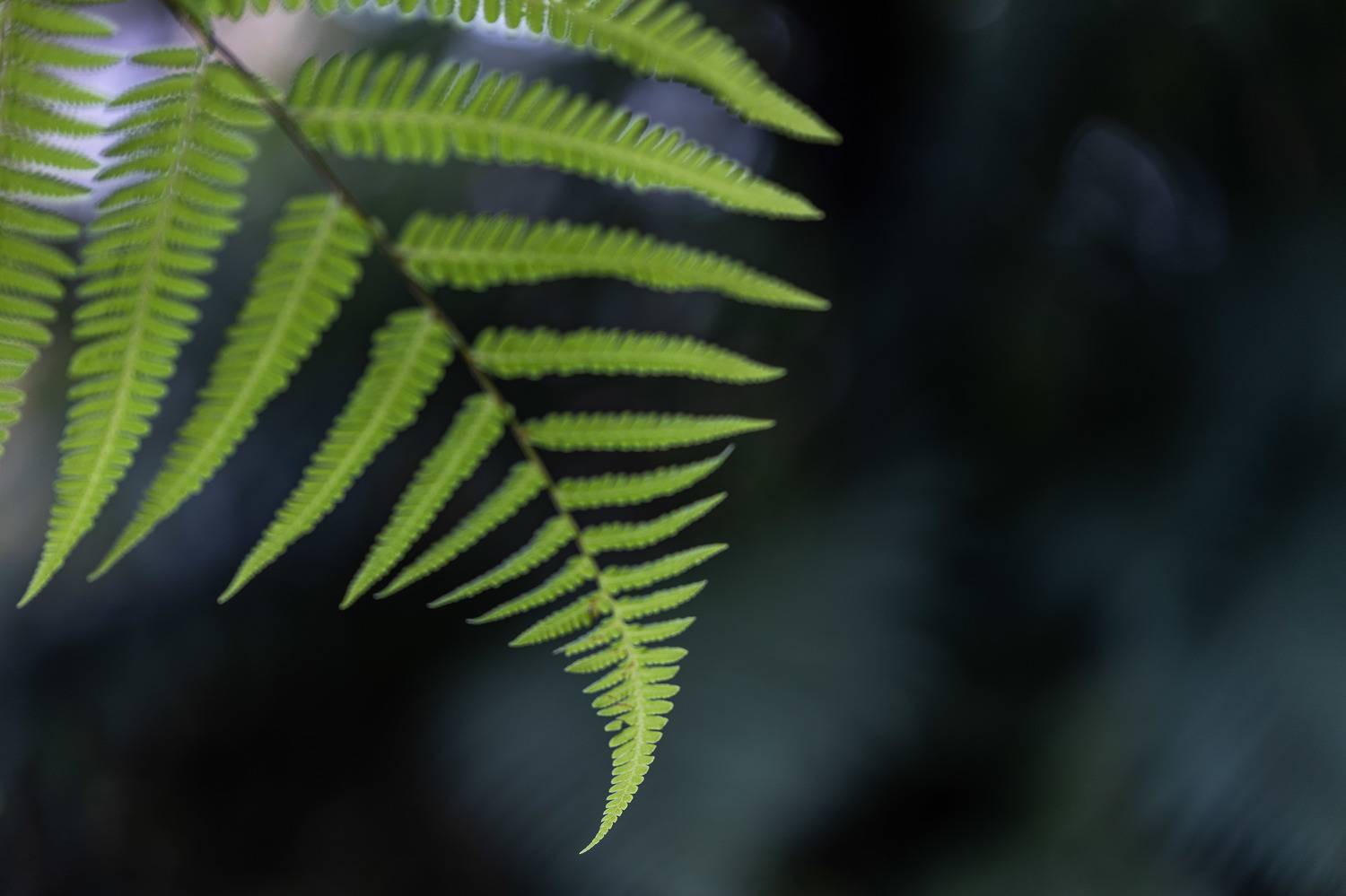 Photo #7977216