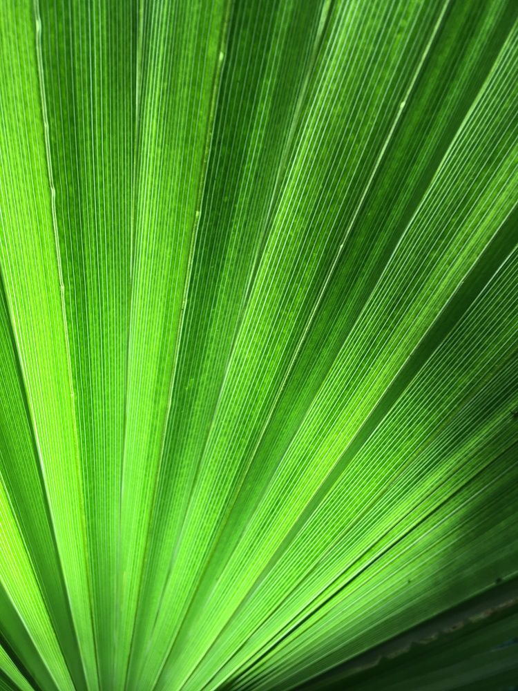 Photograph by Sergei Komlev