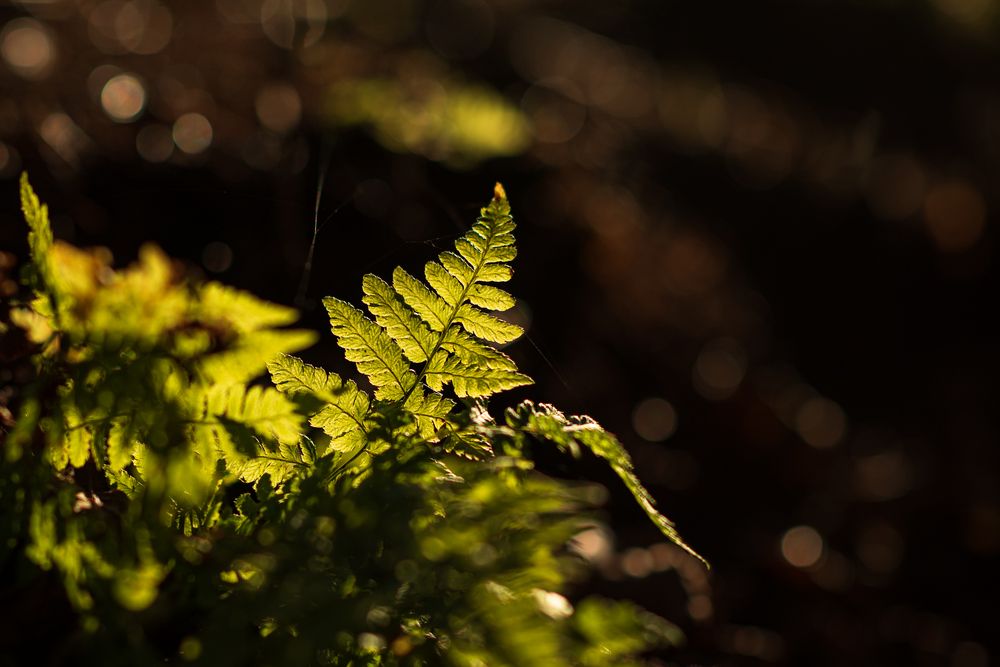 Photograph by Анна Чеснокова