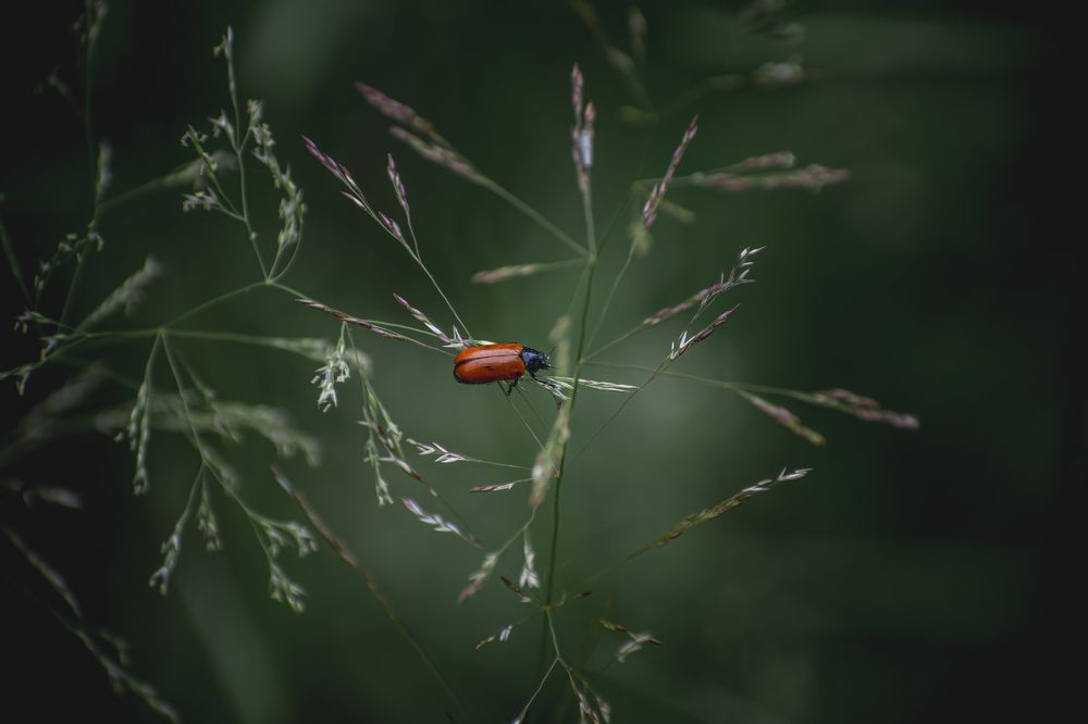 Photograph by 