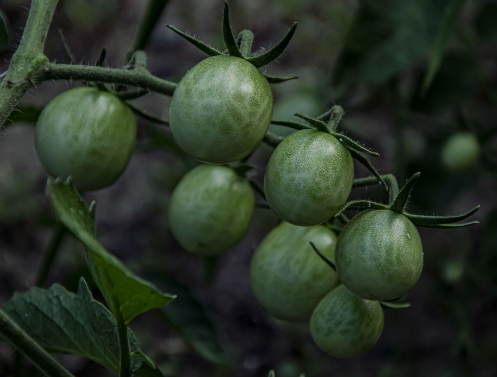 Фотография автора Альбина Хвастунова