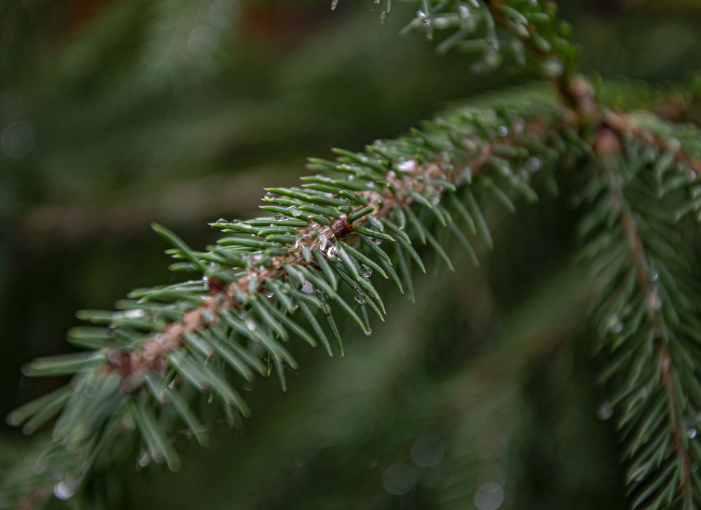 Фотография автора Альбина Хвастунова