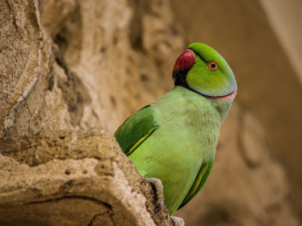 Rose-ringed Parakeet