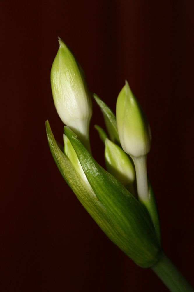 Фотография автора Светлана Дубина