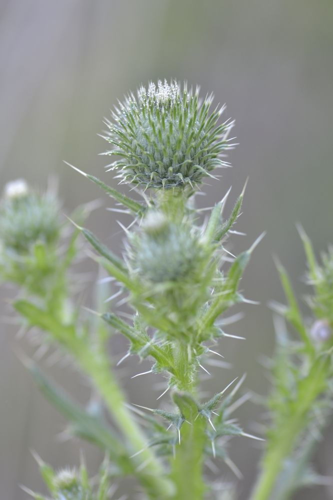 Photograph by Aleksey