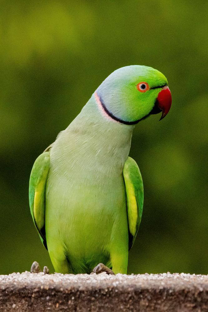 Photograph by Zinda Shaik Mohideen M