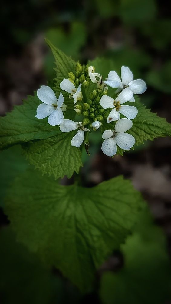 Фотография автора Анастасия Мамаева