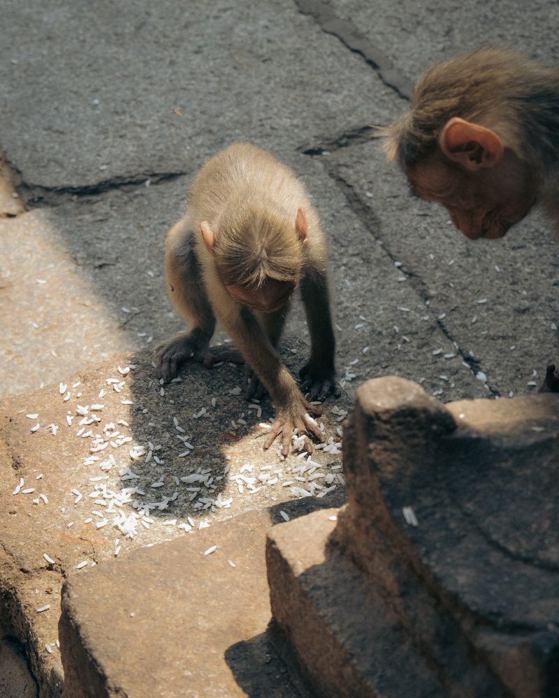 Photograph by ANAS ANVER