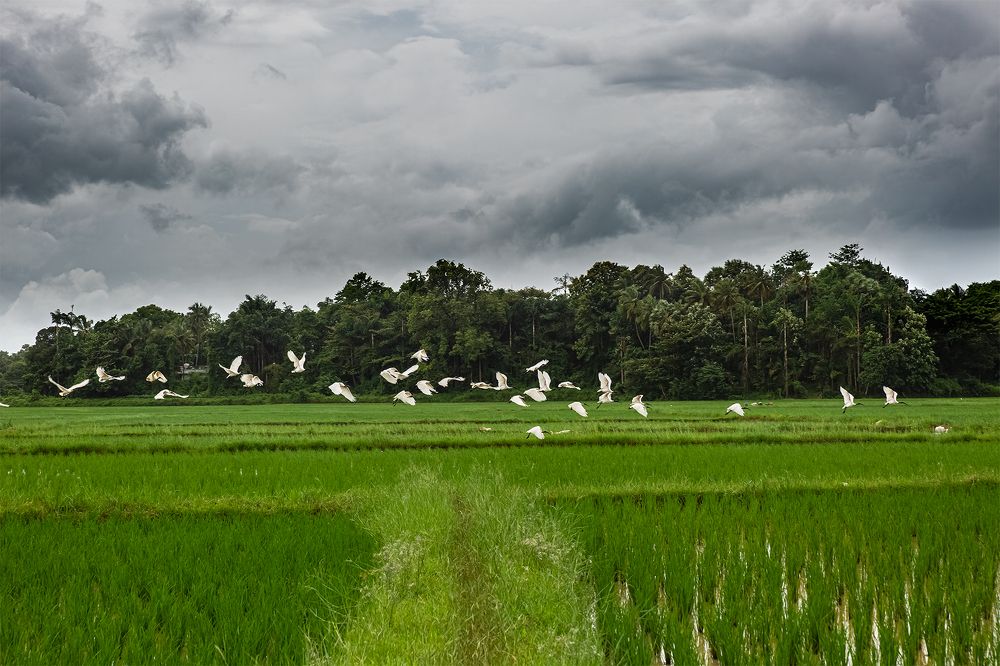 Paddy fields