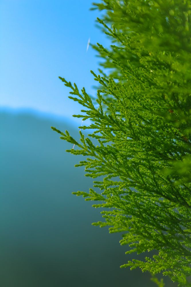 Photograph by talanavard farzad