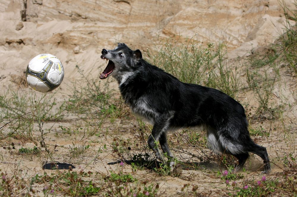 Фотография автора Надежда Лисицына
