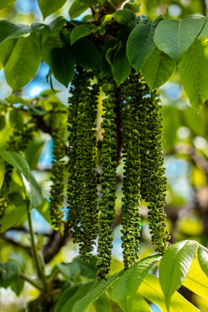 Древесные украшения