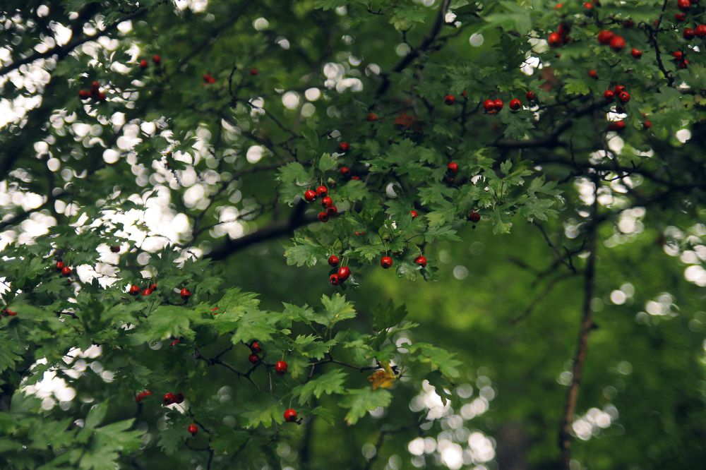 Photograph by Татьяна Москаленко