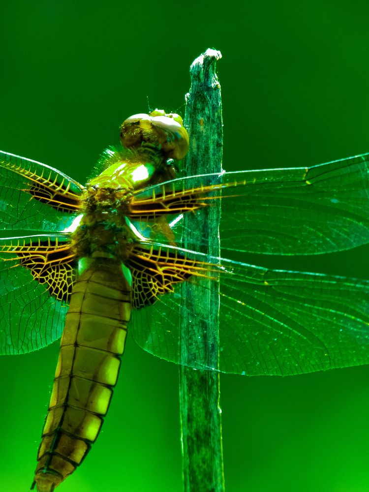 Фотография автора Vladimir Kostyuchkov