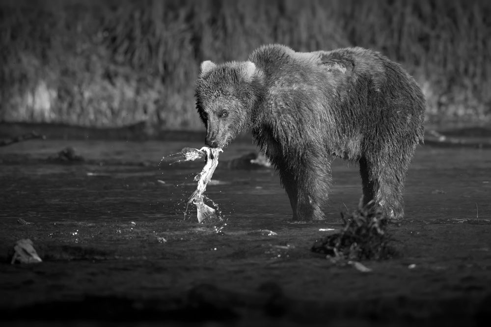 В оттенках серого