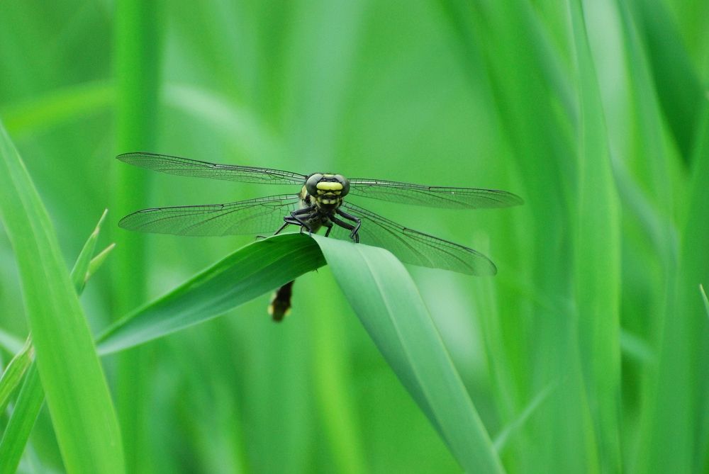 Photograph by Юрий Яковлев