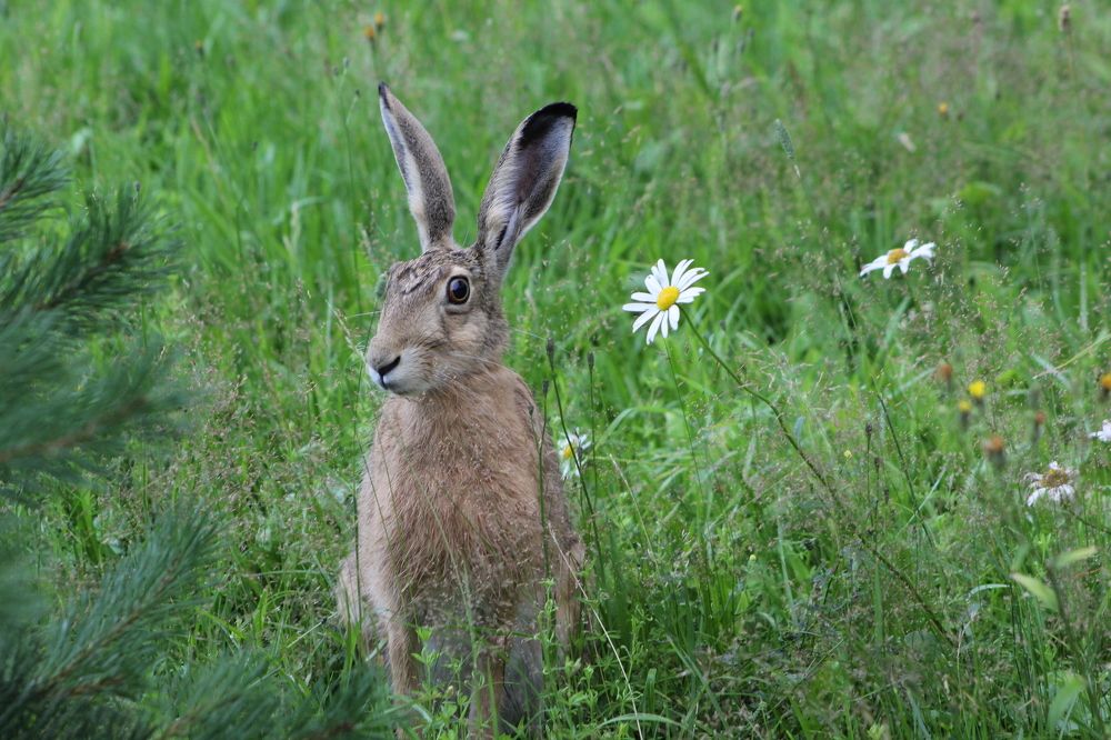 Фотография автора Адия Кочубей