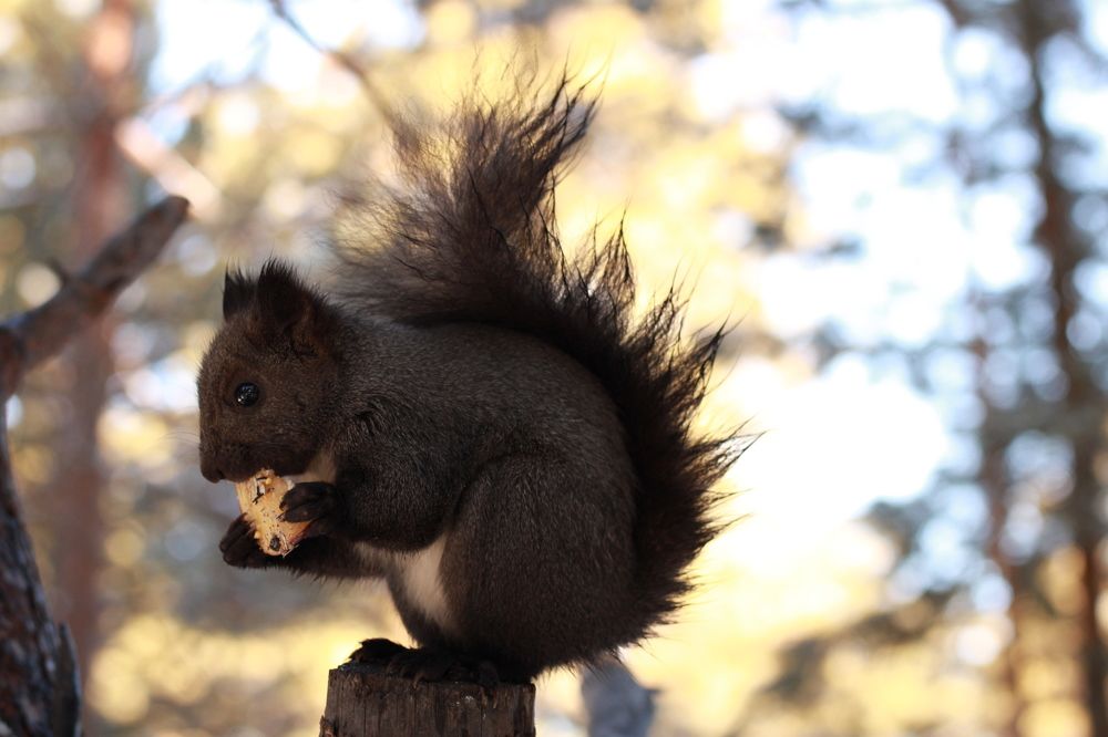 Фотография автора Пешков Егор