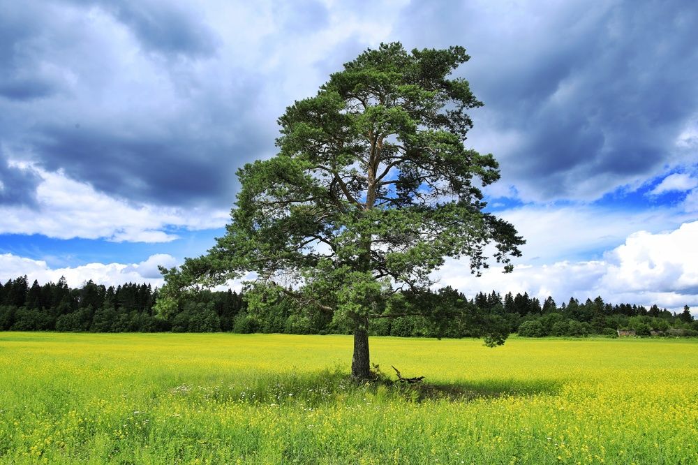 Photograph by Владимир Борозенец