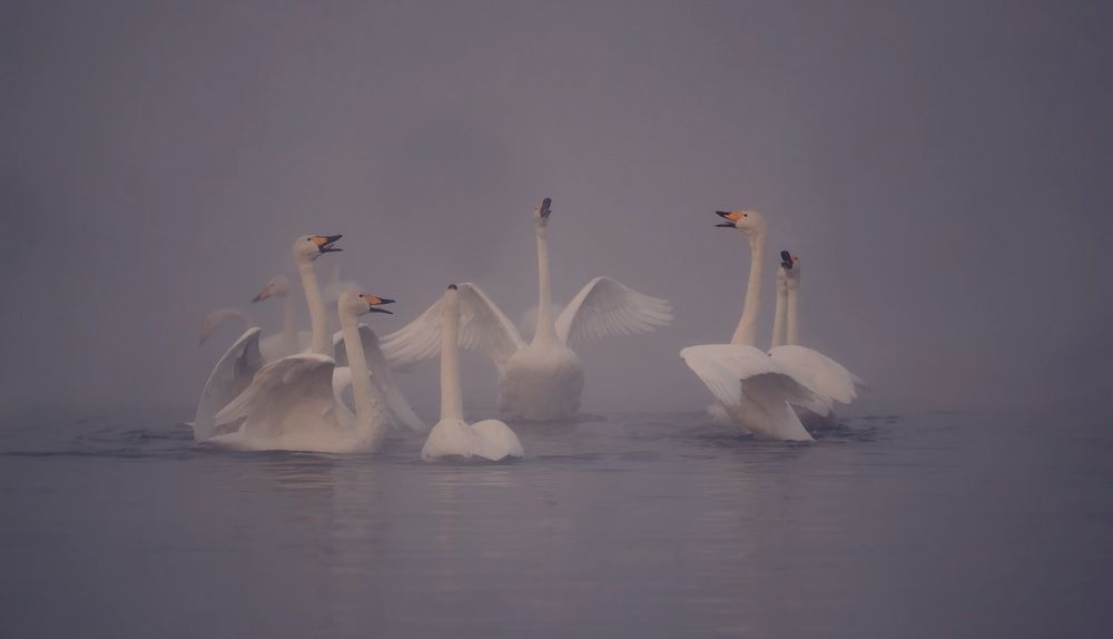 Photograph by Дмитрий Петухов