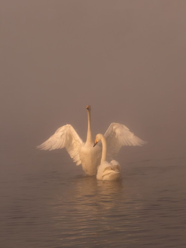 Photograph by Дмитрий Петухов