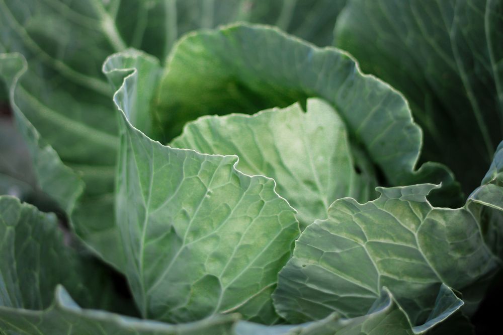 Photograph by Наталья Муравейко