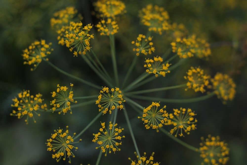 Photograph by Наталья Муравейко