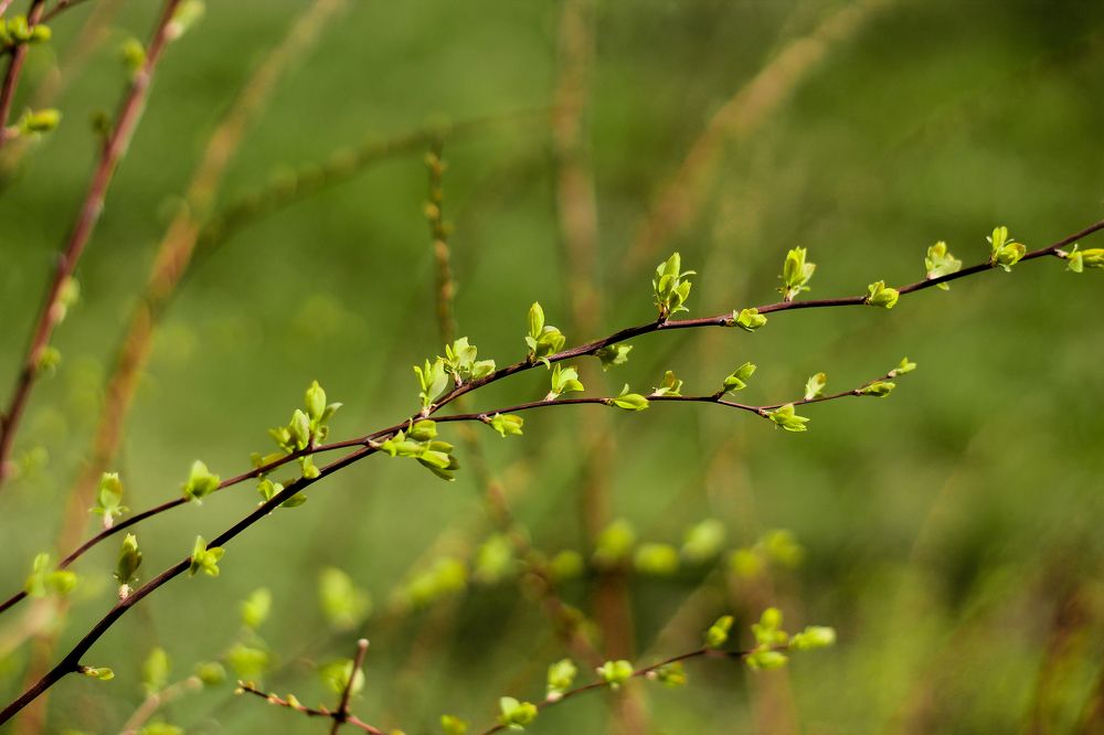 Photograph by Наталья Муравейко