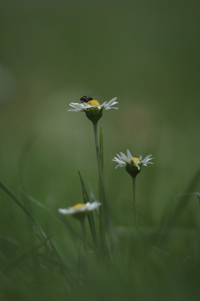 Photograph by Markéta Mastešová